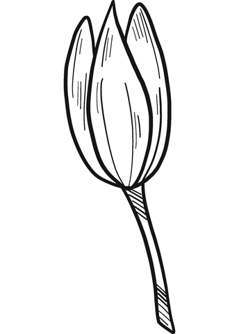 Water Lily Bud Coloring Page